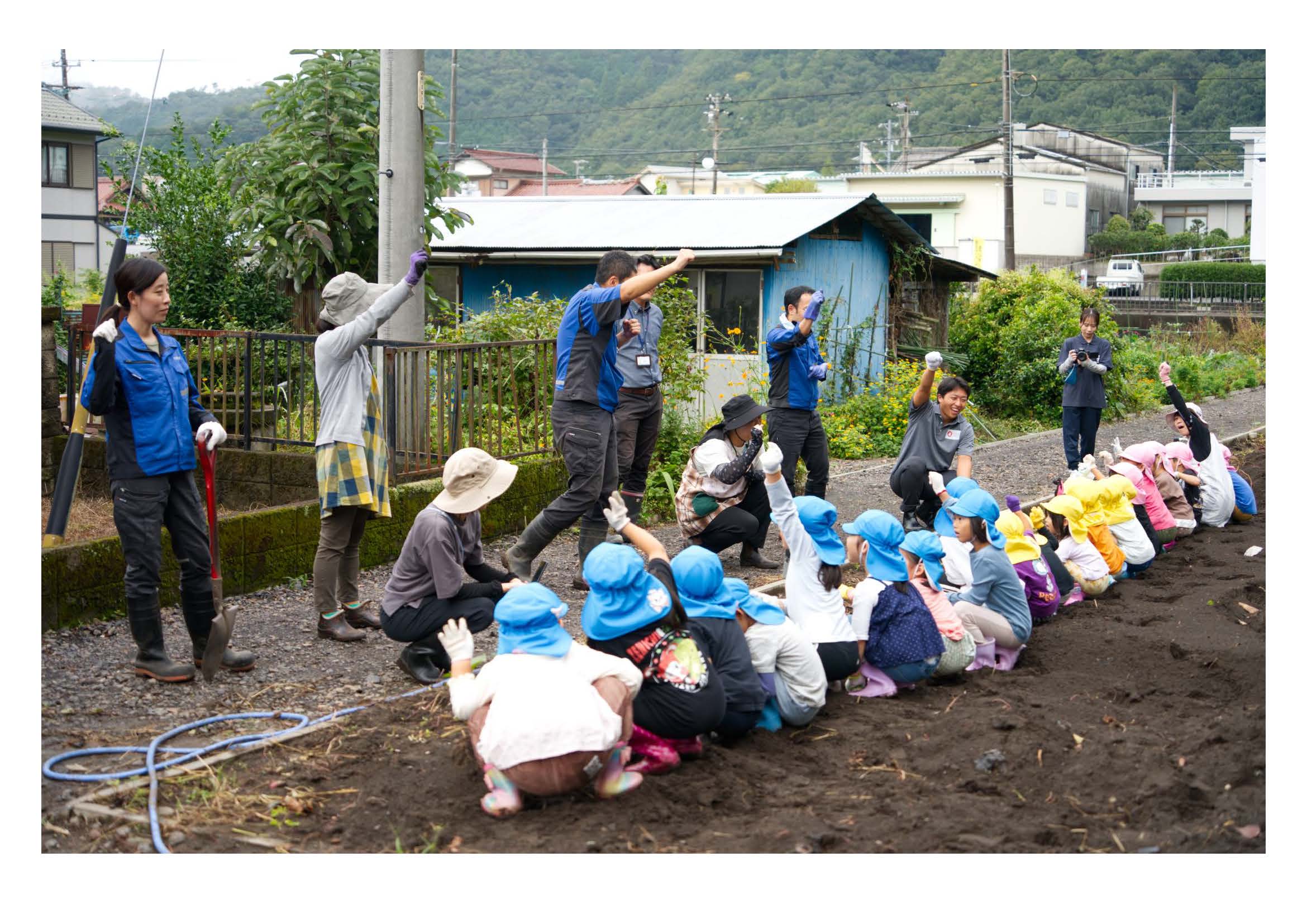 サツマイモ掘りをする園児達と大豊製紙社員