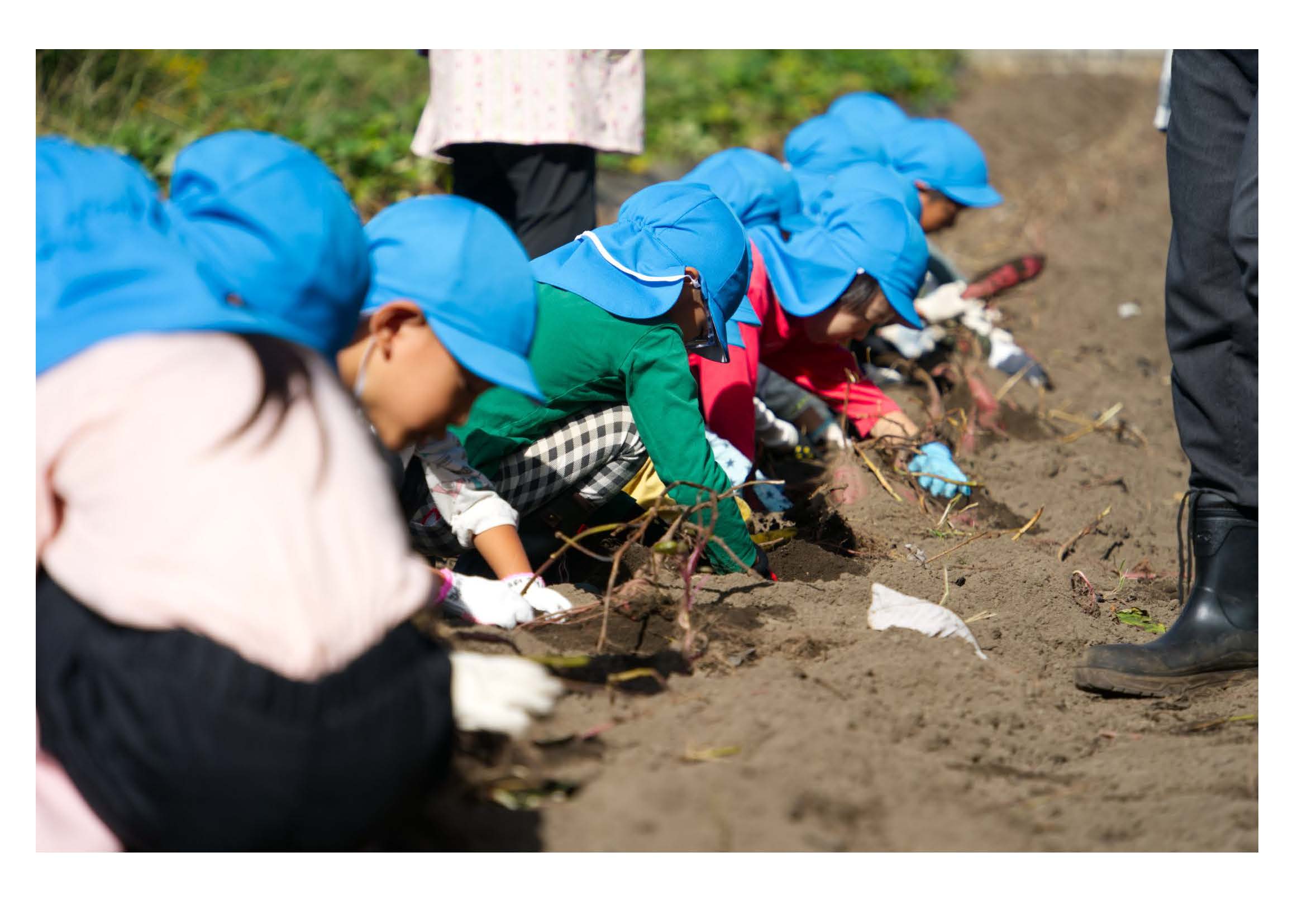 サツマイモ掘りをする園児達