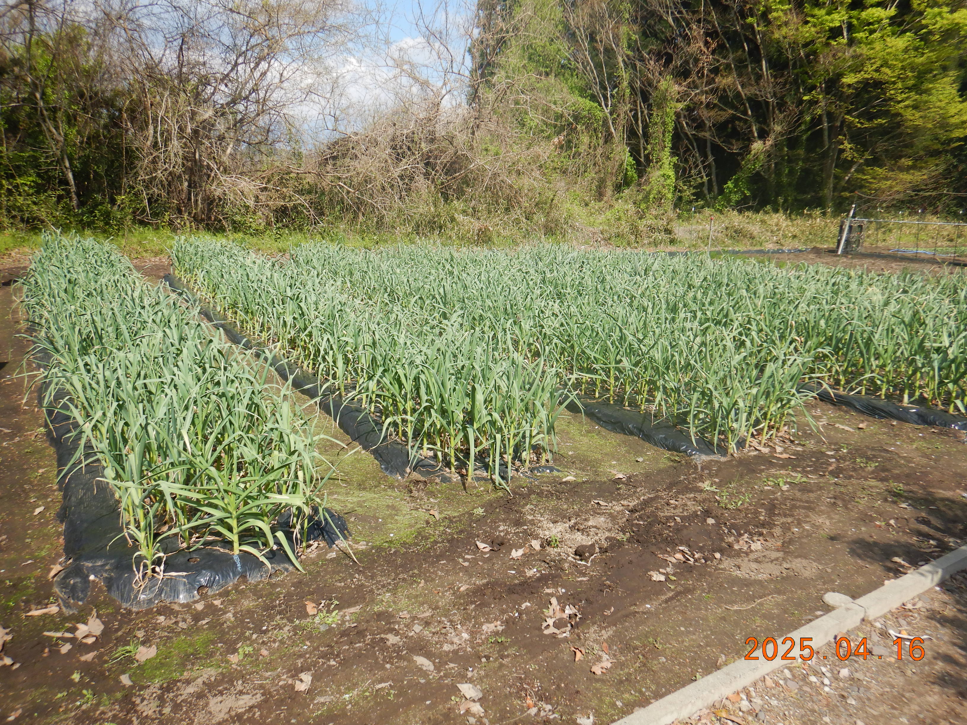 自社農園のようす